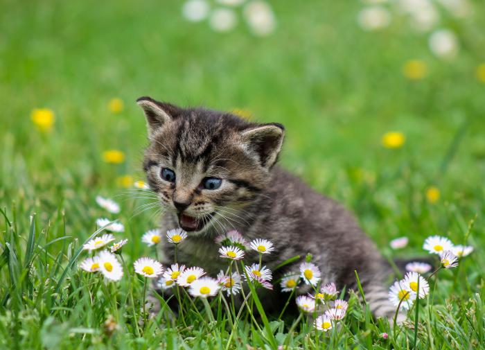 Учёные назвали причину, по которой кошки всегда приземляются на лапы